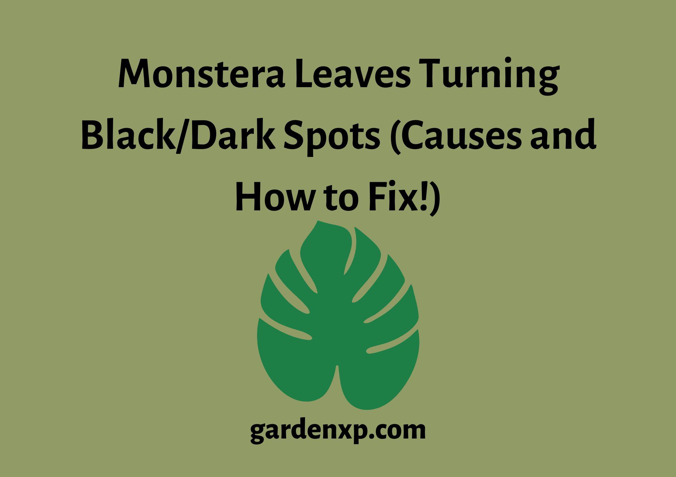 Monstera Leaves Turning Black/Dark Spots (Causes and How to Fix!)
