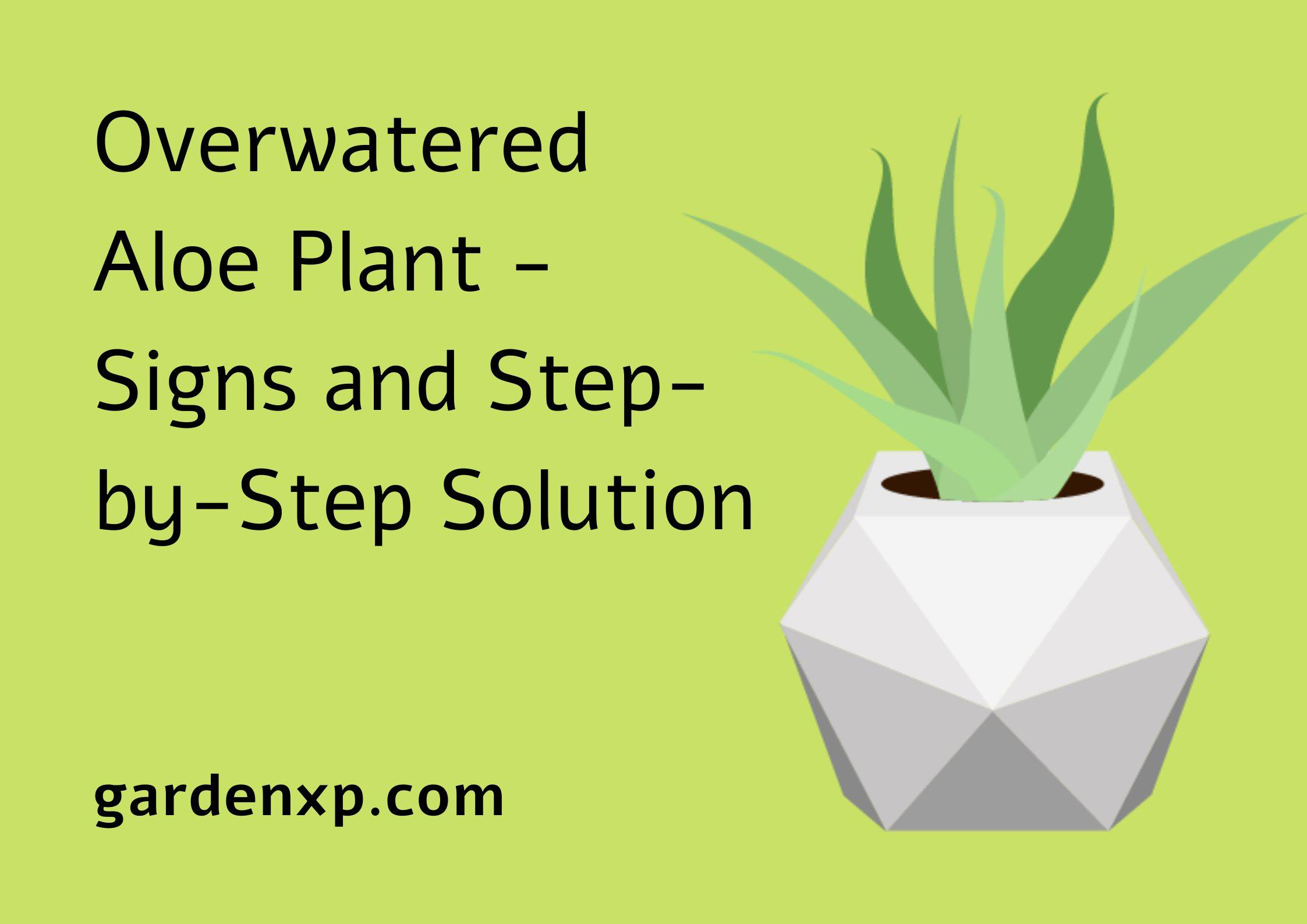 Overwatered Aloe Plant - Signs and Step-by-Step Solution