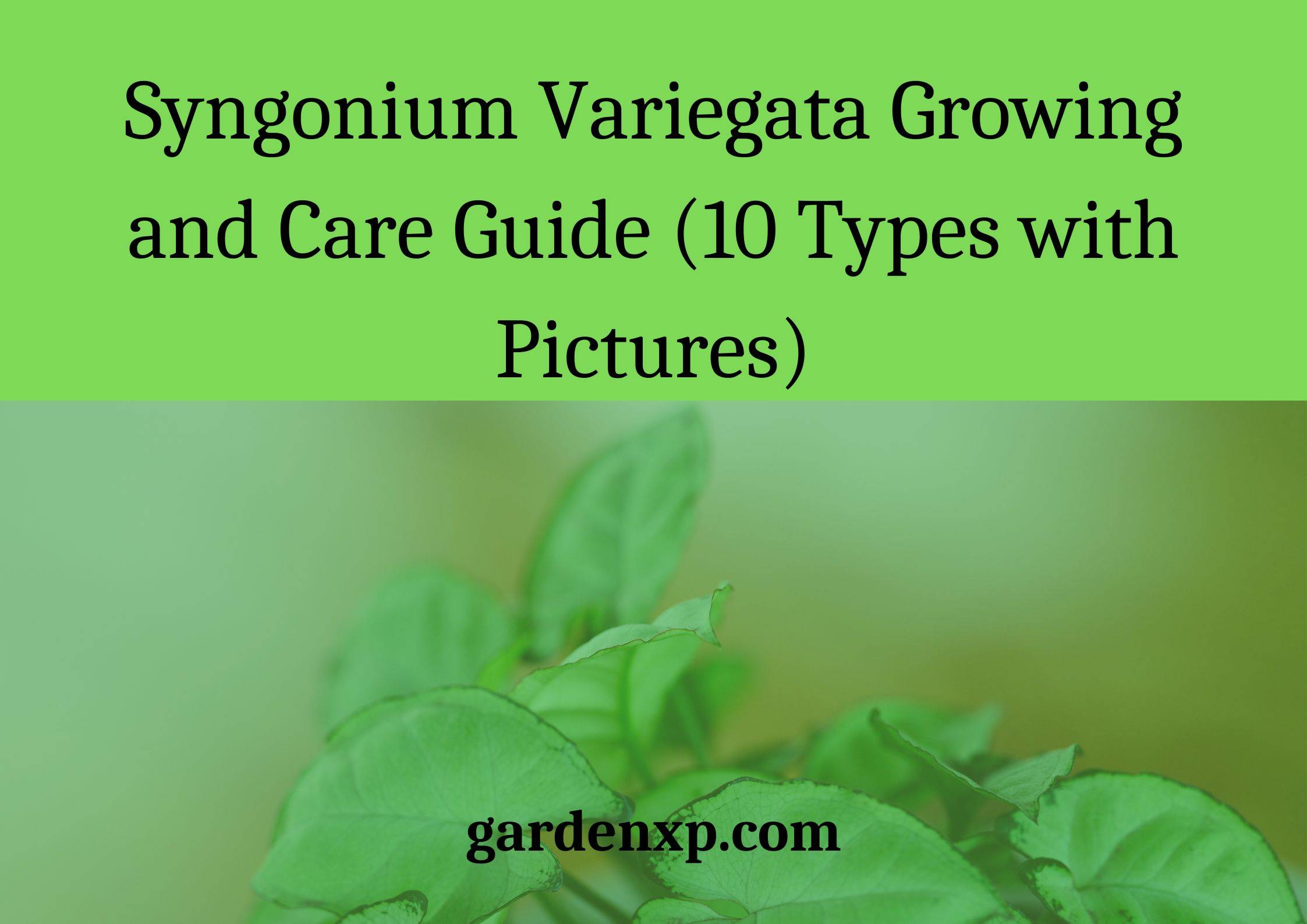 Syngonium Variegata Growing and Care Guide (10 Types with Pictures)