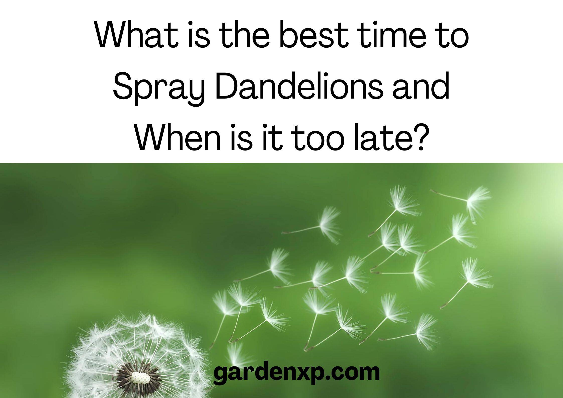 What is the best time to Spray Dandelions and When is it too late?