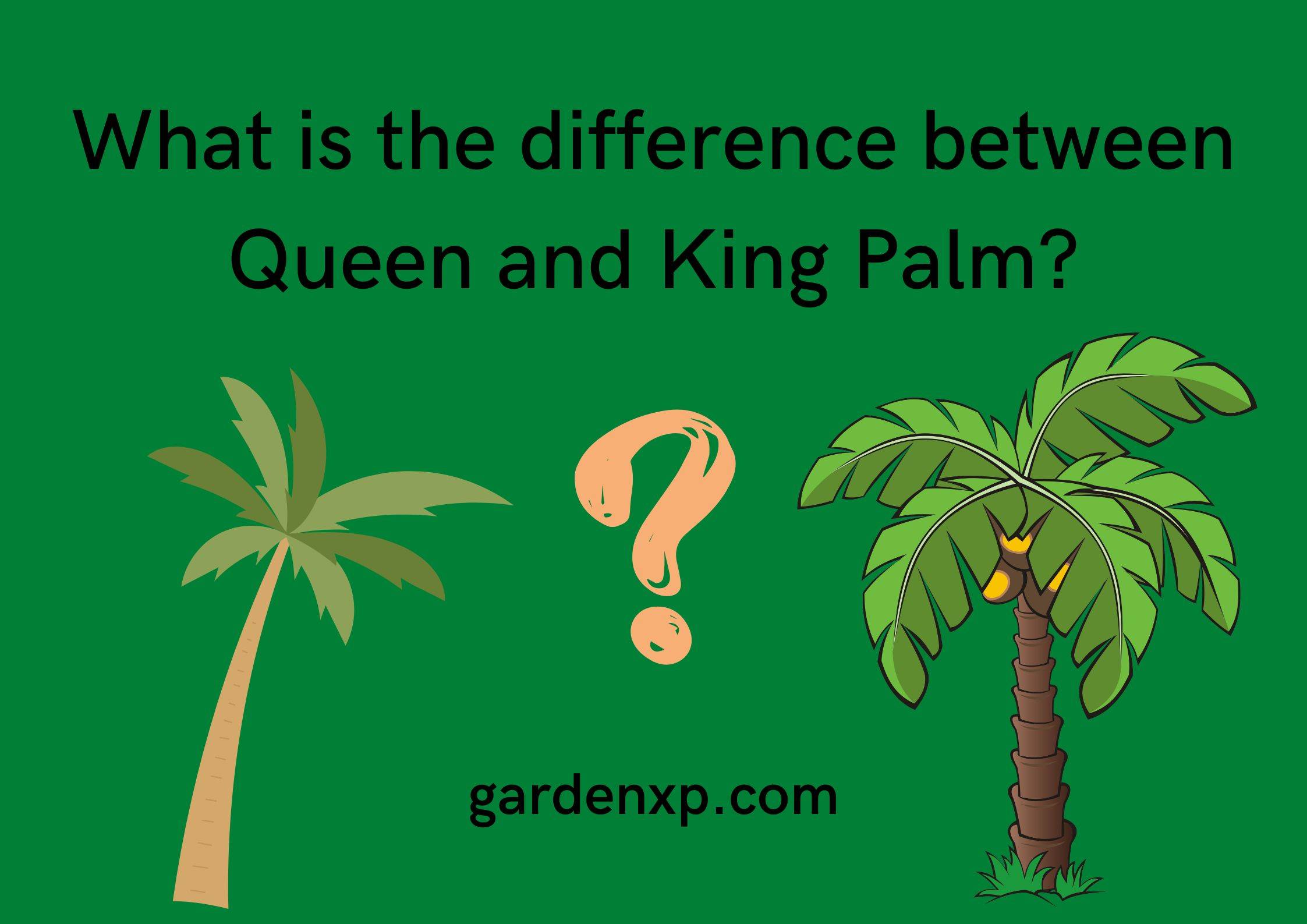 What is the difference between Queen and King Palm?