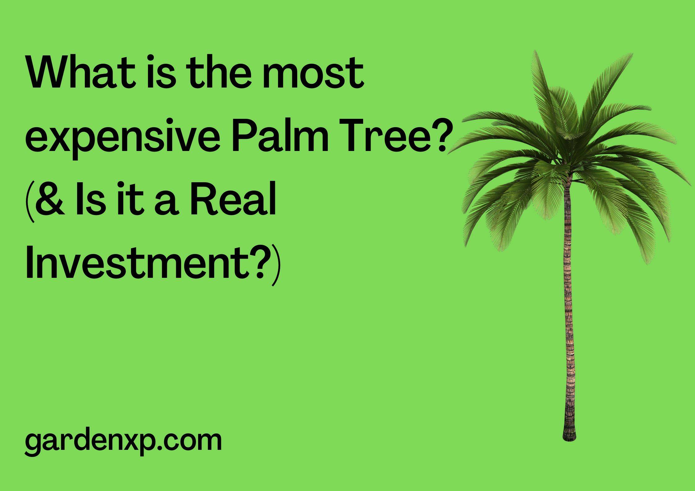What is the most expensive Palm Tree? (& Is it a Real Investment?)