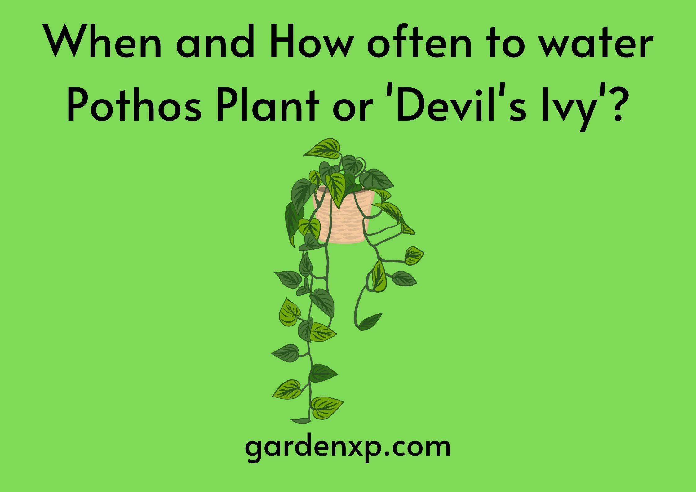 When and How often to water Pothos Plant or 'Devil's Ivy'?