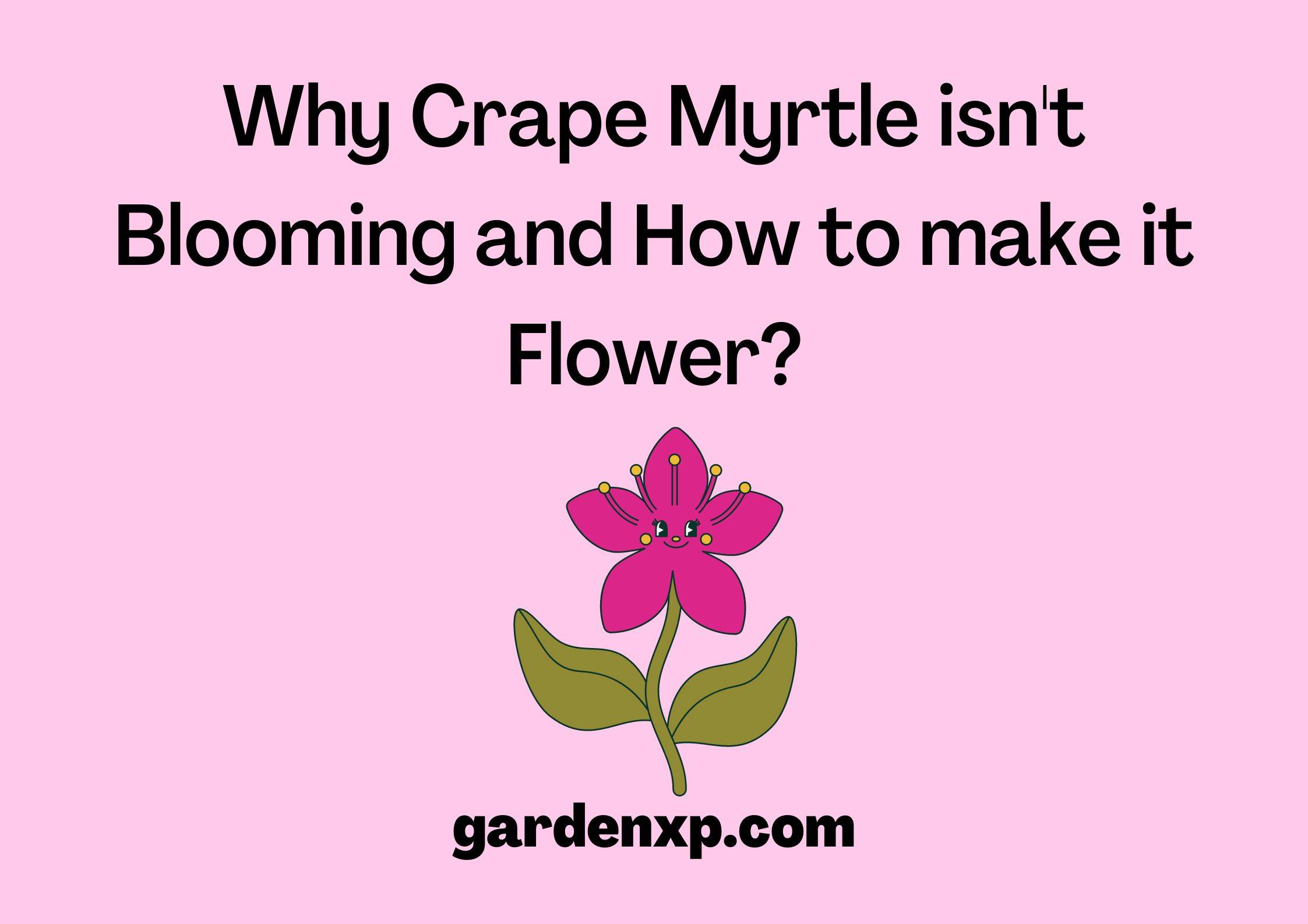 Why Crape Myrtle isn't Blooming and How to make it Flower?