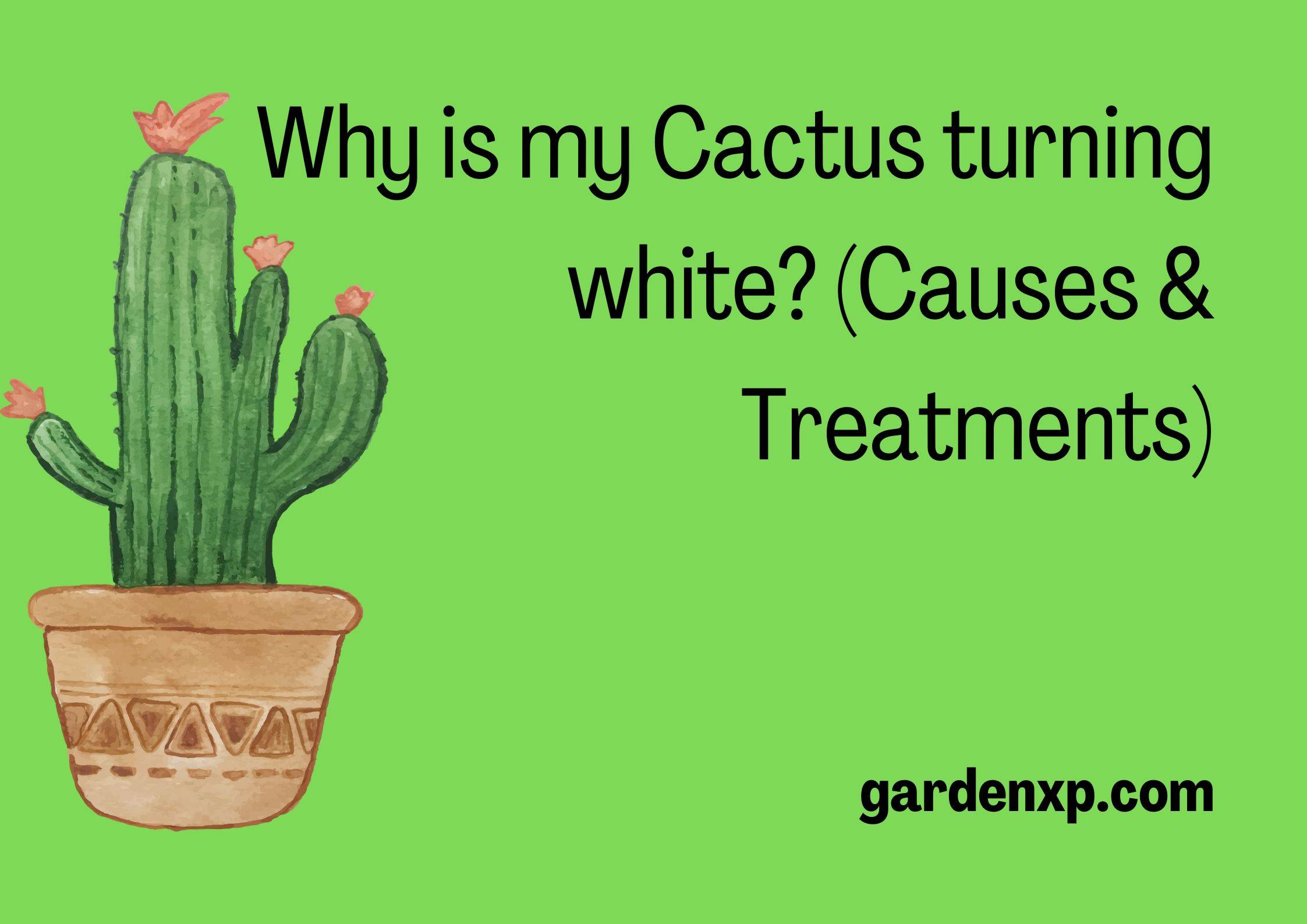 Why is my Cactus turning white? (Causes & Treatments)