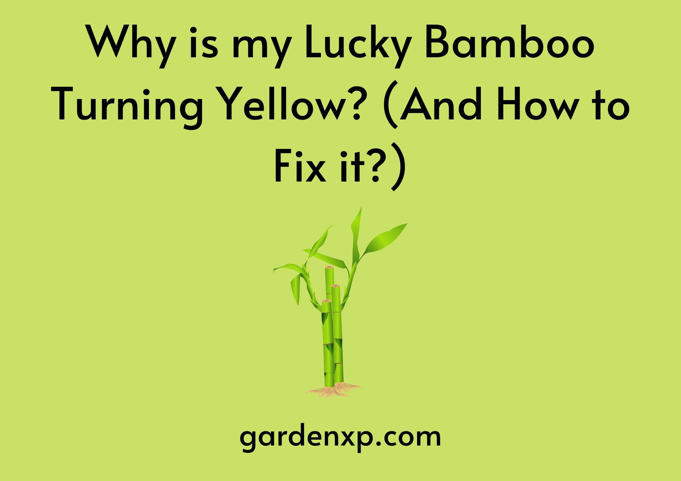 Why is my Lucky Bamboo Turning Yellow? (And How to Fix it)