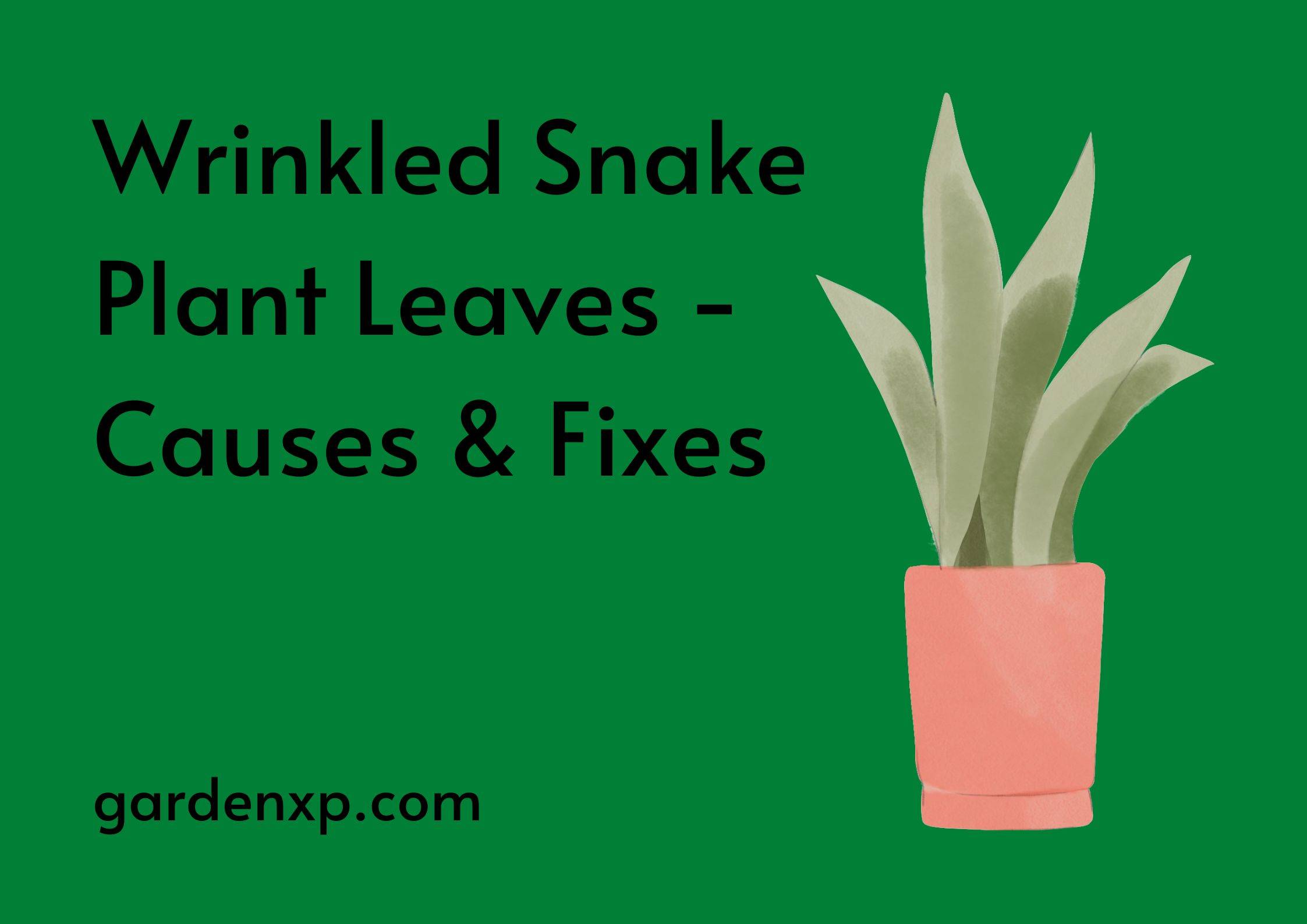 Wrinkled Snake Plant Leaves - Causes & Fixes
