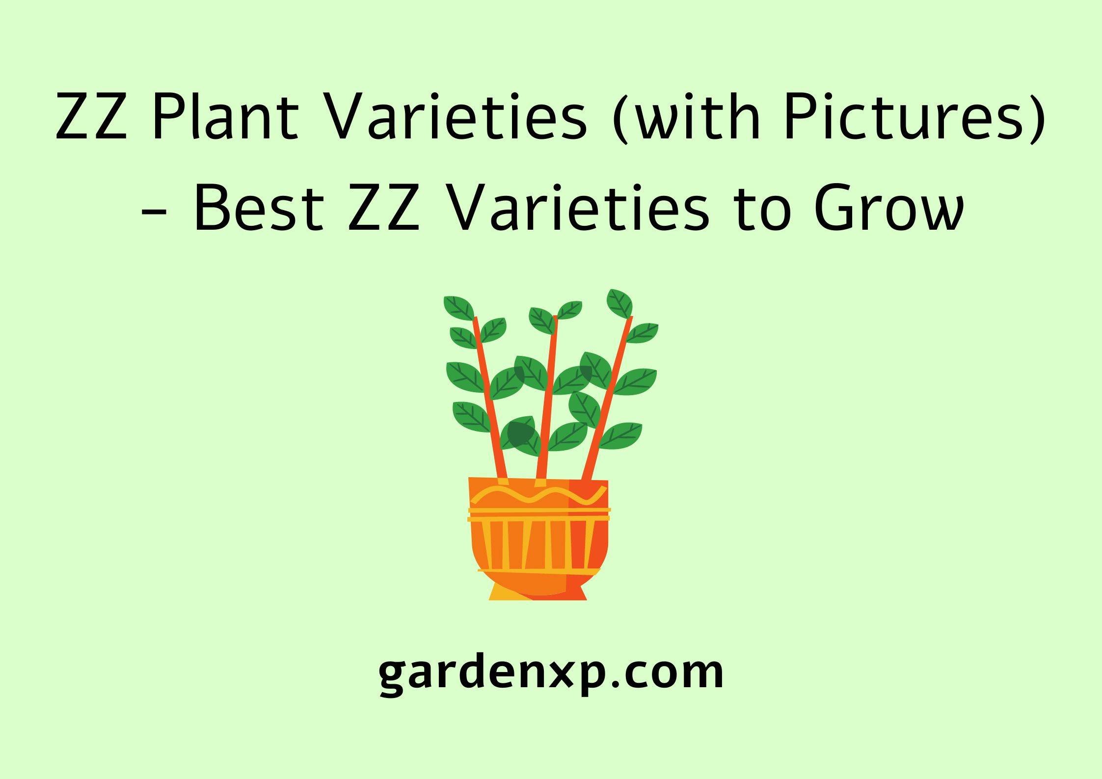 ZZ Plant Varieties (with Pictures) - Best ZZ Varieties to Grow