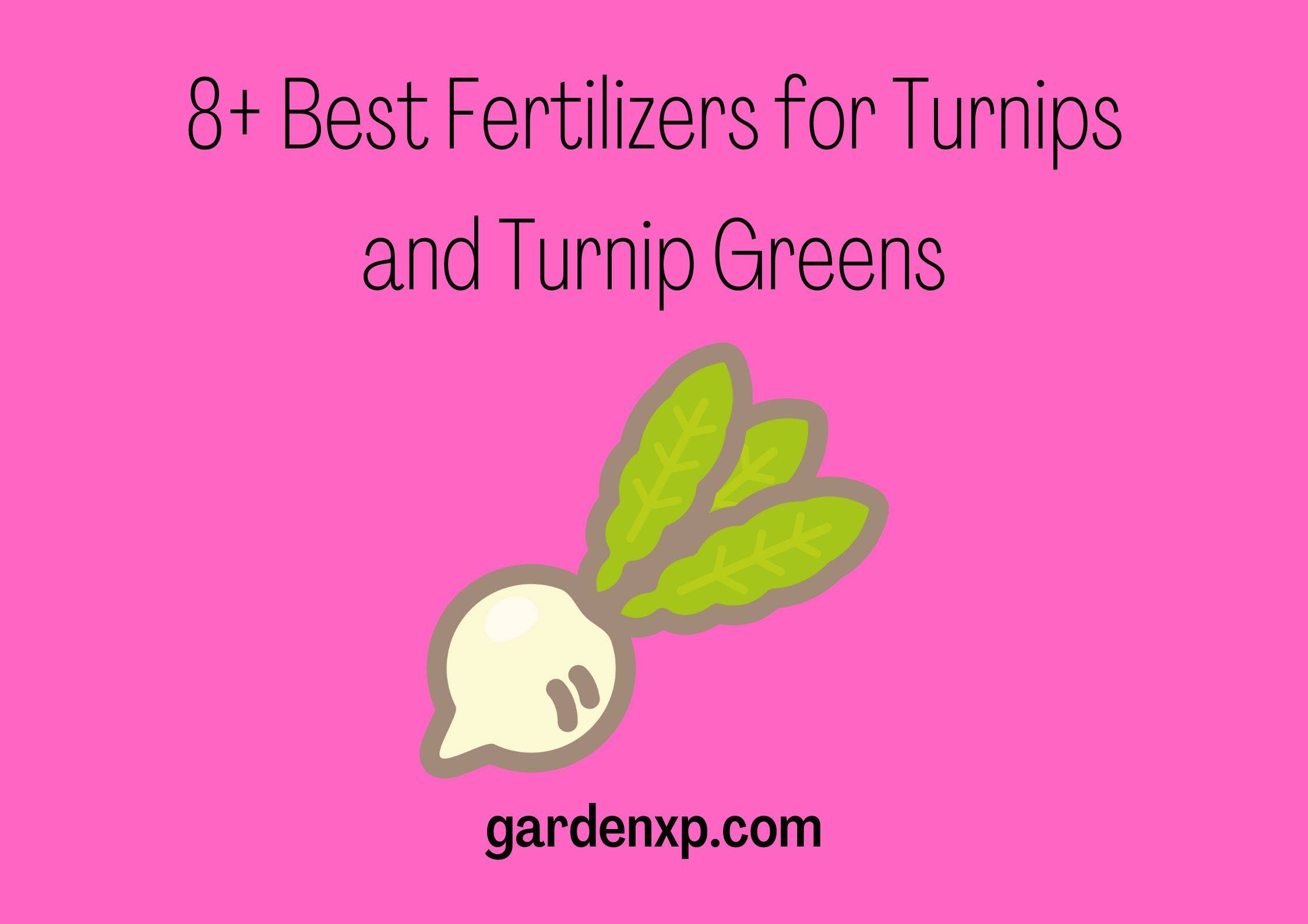 8+ Best Fertilizers for Turnips and Turnip Greens