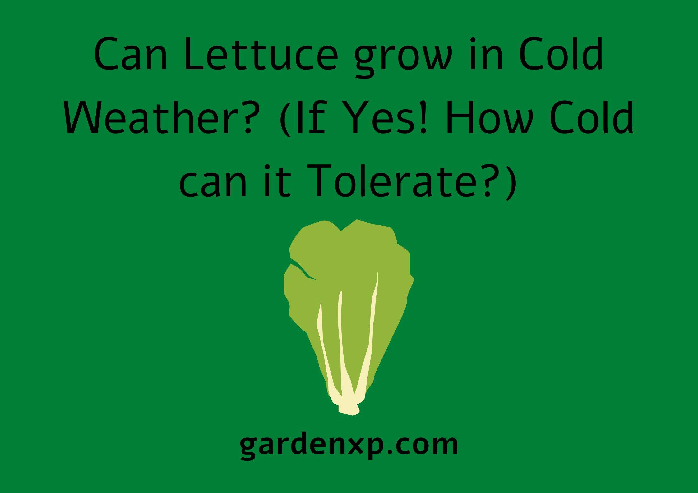 Can Lettuce grow in Cold Weather? (If Yes! How Cold can it Tolerate?)