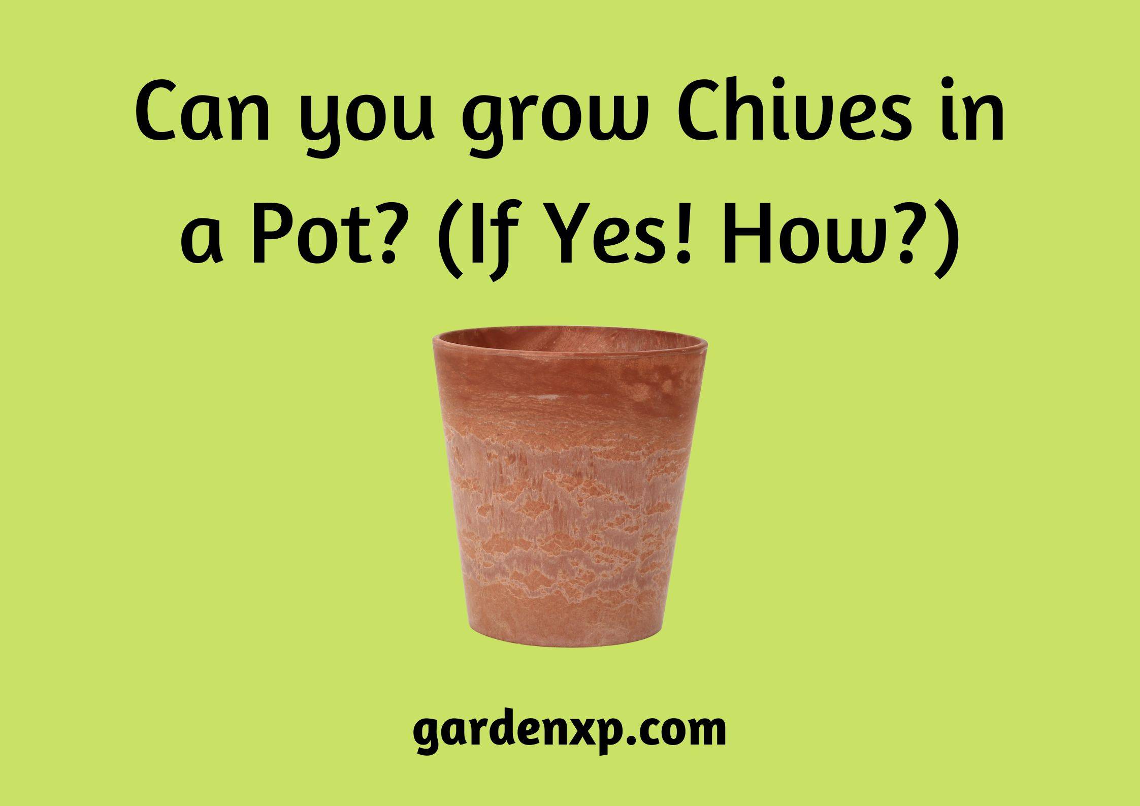 Can you grow Chives in a Pot? (If Yes! How?)