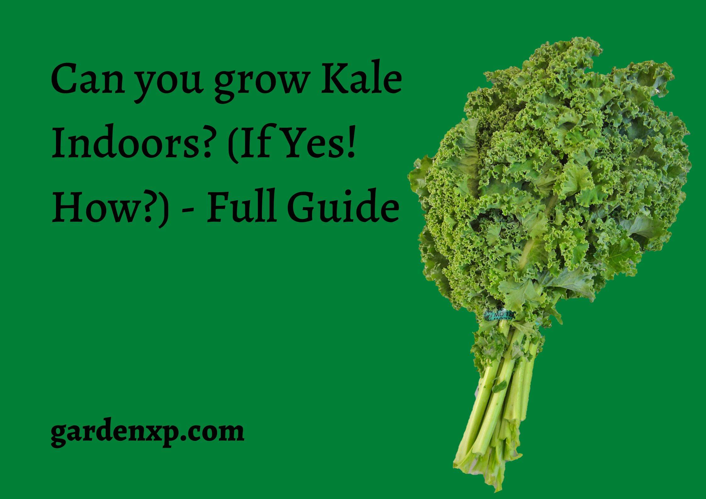 Can you grow Kale Indoors? (If Yes! How?) - Full Guide