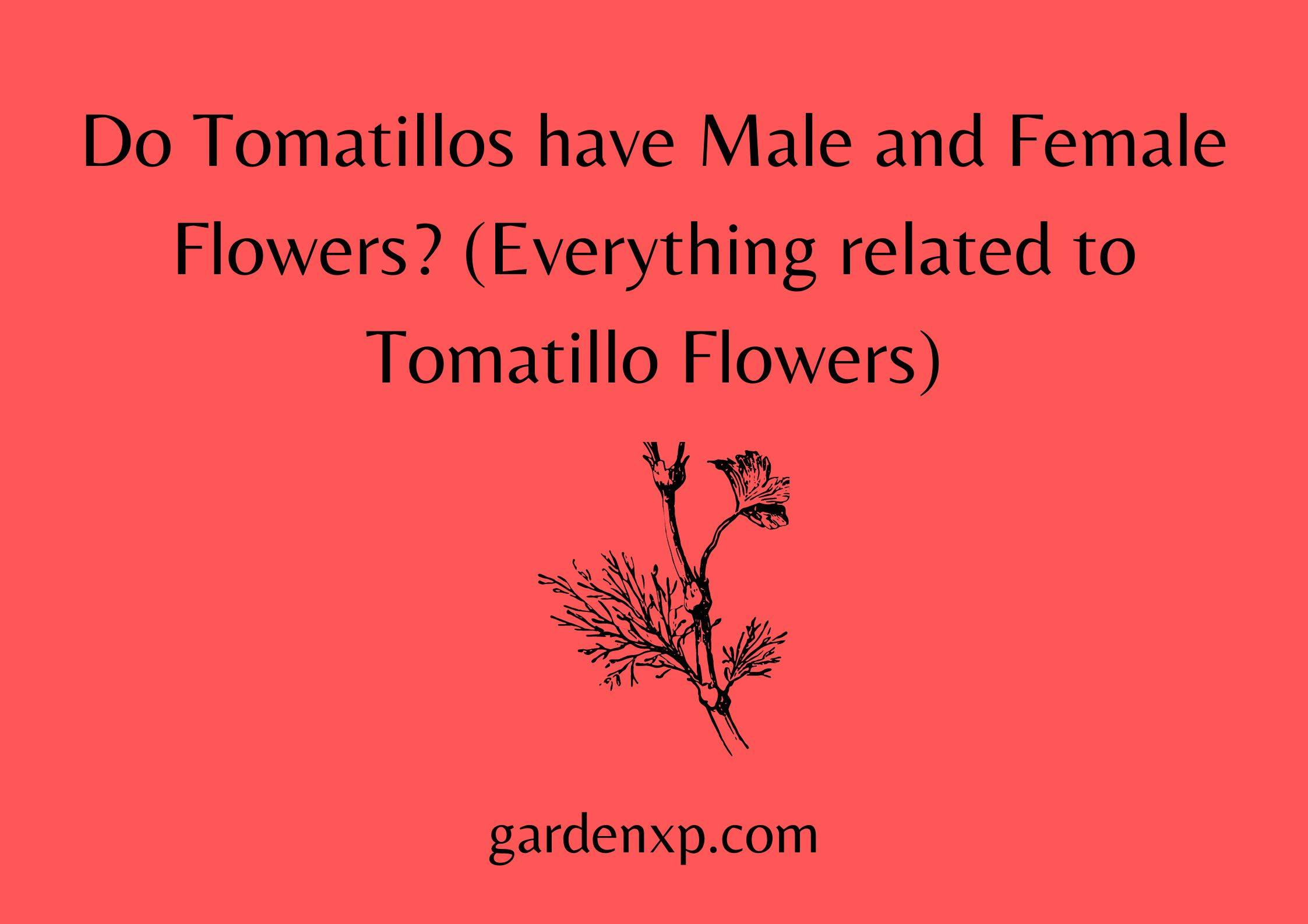 Do Tomatillos have Male and Female Flowers? (Everything related to Tomatillo Flowers)