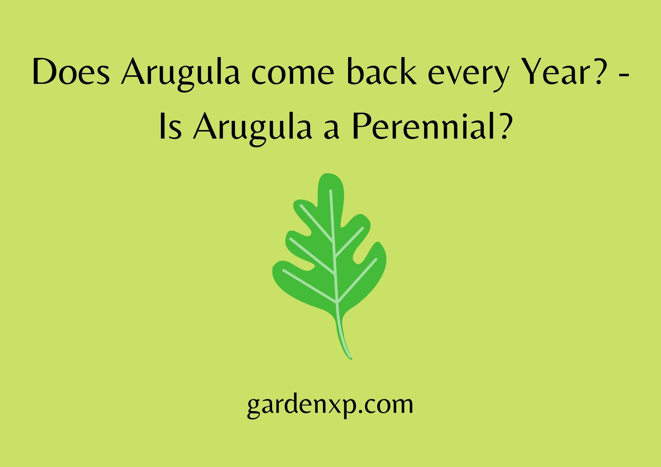 Does Arugula come back every Year? - Is Arugula a Perennial?
