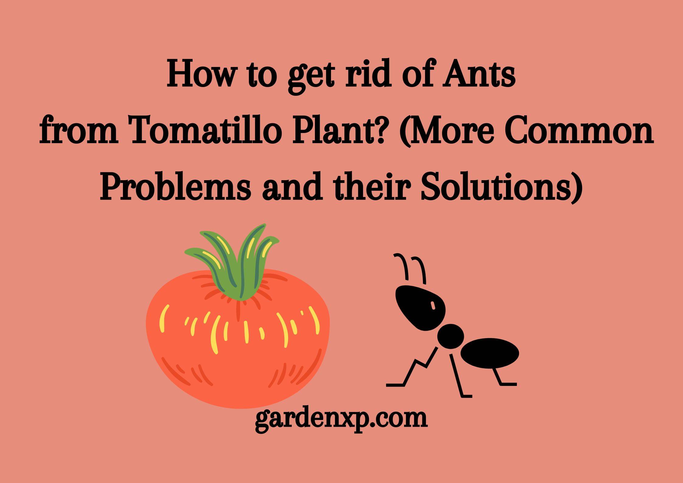 How to get rid of Ants from Tomatillo Plant? (More Common Problems and their Solutions)