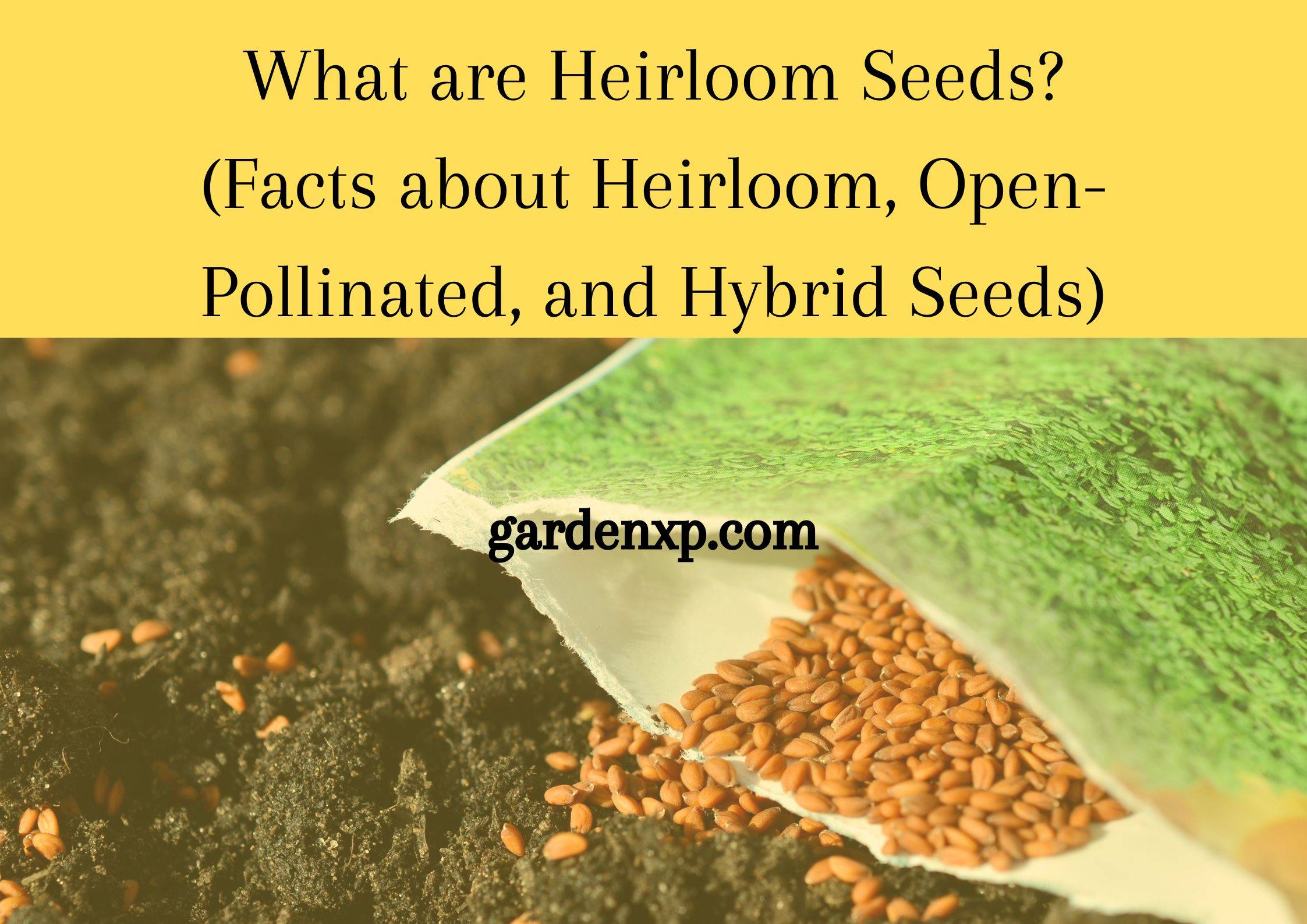 What are Heirloom Seeds? (Facts about Heirloom Open-Pollinated and Hybrid Seeds)