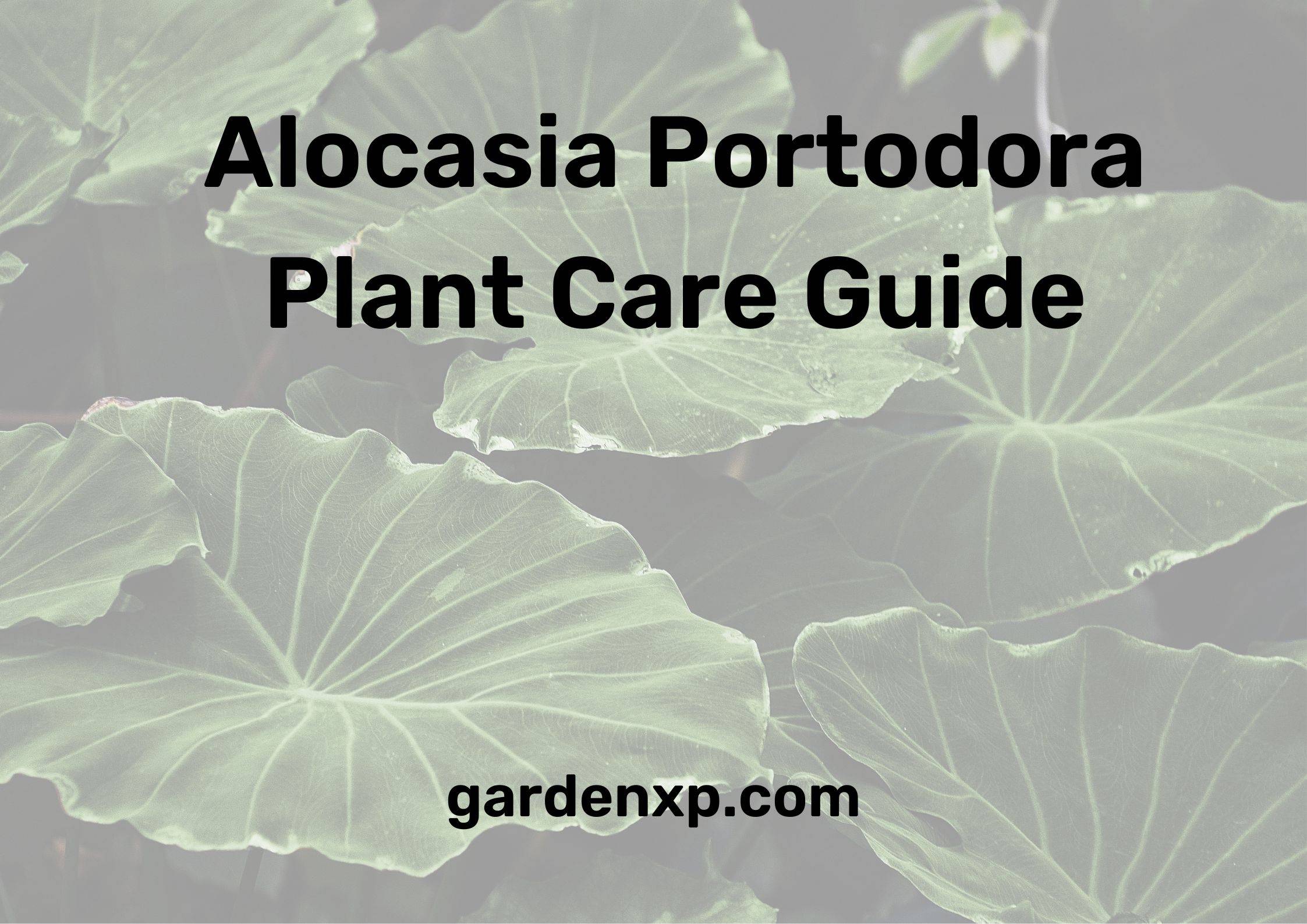 Alocasia Portodora Plant Care Guide