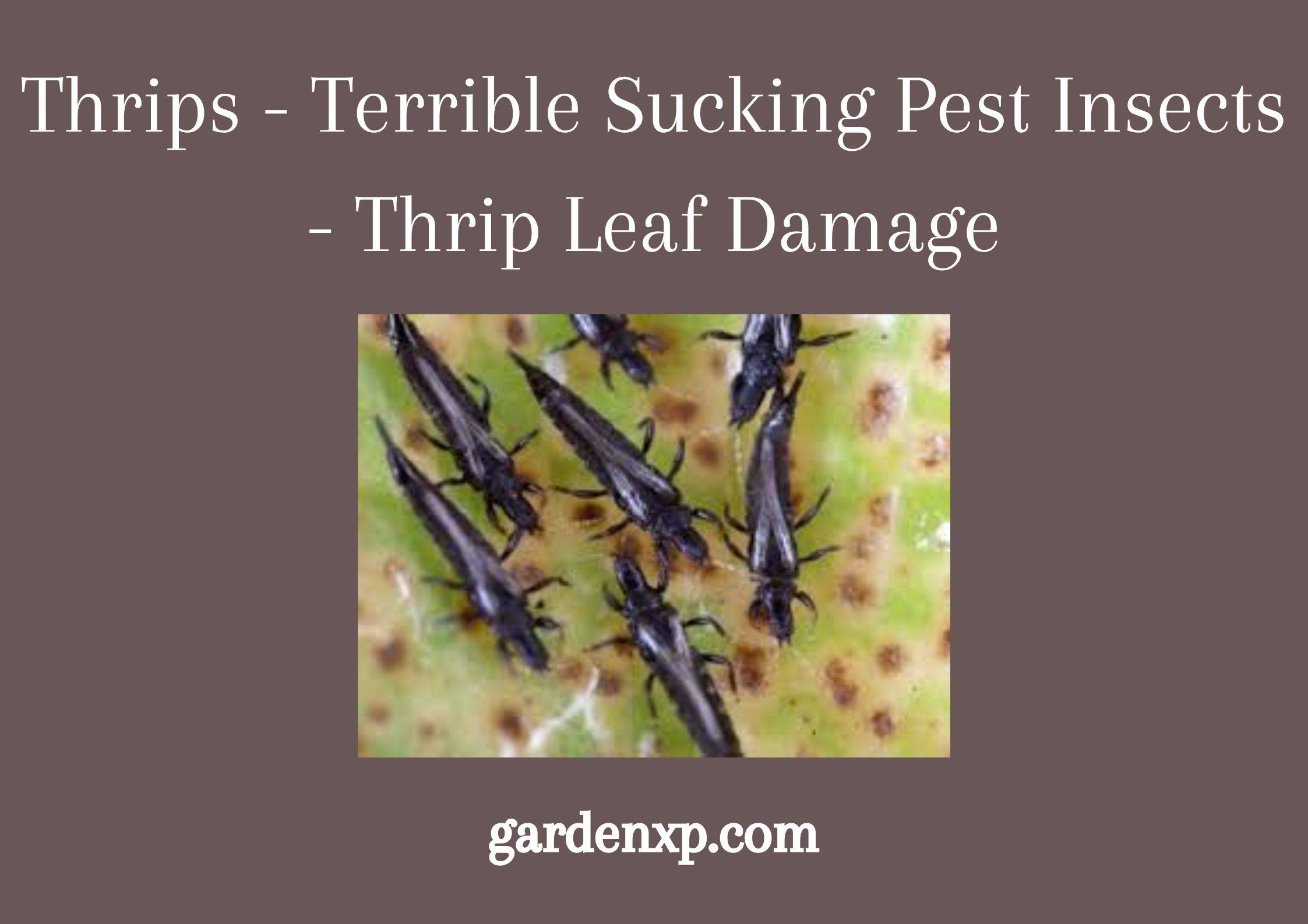 Thrips - Terrible Sucking Pest Insects - Thrip Leaf Damage